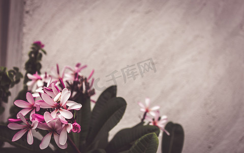 彩色樱花摄影照片_优雅柔和的粉红色樱桃樱花花背景。