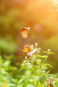 在花的橙色蝴蝶。 