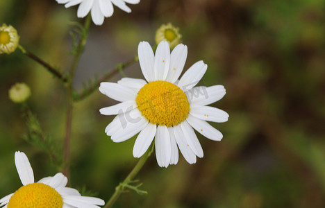 野百合摄影照片_Leucanthemum vulgare，俗称牛眼菊、牛眼菊、犬菊花