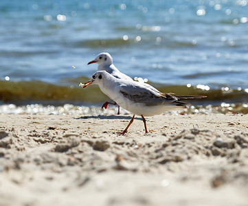 夏日黑海沙滩上的海鸥