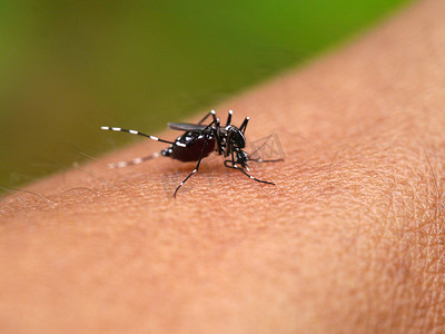蚊子咬人皮肤时身上全是血