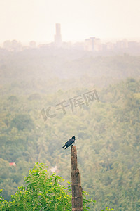 岗位摄影照片_休息在一个木岗位的鸟