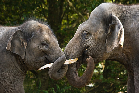 印度大象摄影照片_两只亚洲大象吃树皮