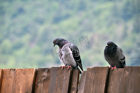 坐在板墙上的鸽子夫妇