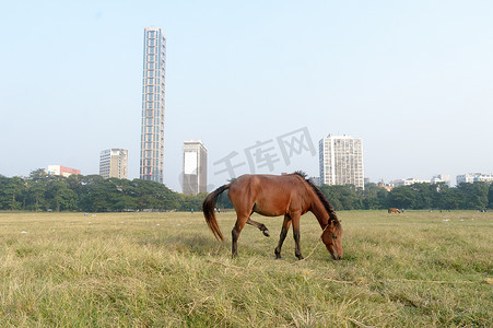 夏季日落时间，一匹马在 Maidan 地区开放操场（旅阅兵场）吃草。
