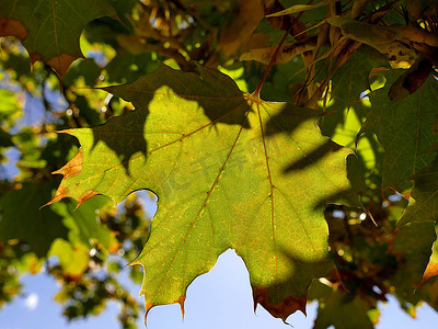 灯光灯摄影照片_背光灯下树上的秋季彩色枫叶
