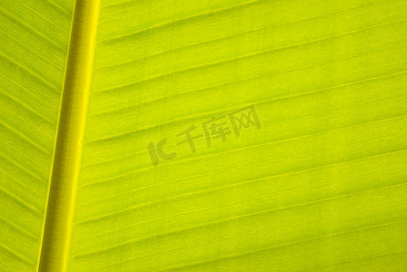 食物线型摄影照片_“香蕉叶，平行线”