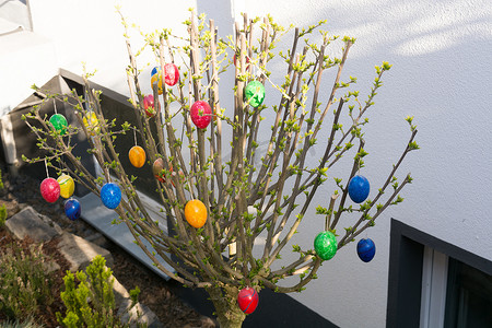 彩绘森林摄影照片_柳树上的彩色复活节彩蛋