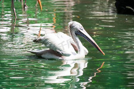 大白鹈鹕 (Pelecanus onocrotalus) 又名东部白鹈鹕、玫瑰色鹈鹕或白鹈鹕