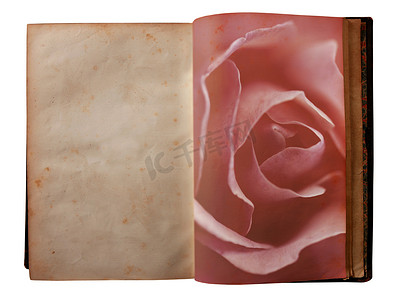 玫瑰印在一本打开的旧书的页面上