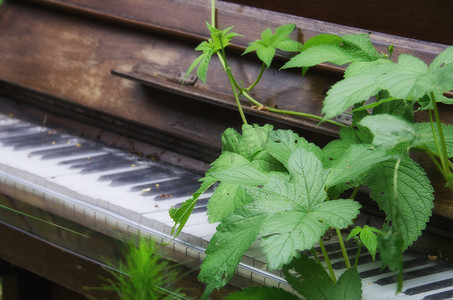 钢琴与自然