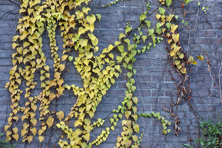 绿黄摄影照片_绿黄墙植物，生态友好的垂直花园