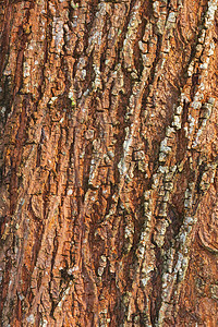 树皮自然纹理图案木材背景