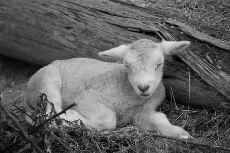 小羊摄影照片_农场里可爱的小羊