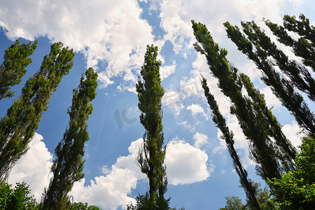 春天的杨树摄影照片_美丽的大绿树与蓝天和云彩。
