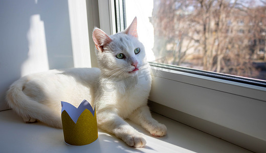 窗边躺着一只白猫，旁边是一顶金冠