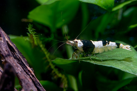 黑蜂矮小虾停留在水生植物的绿叶上，在以木材和植物为背景的淡水水族箱中向左侧看。
