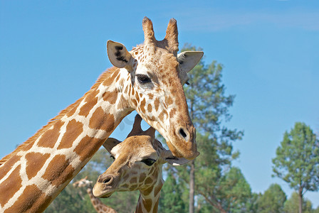 妈妈和小长颈鹿