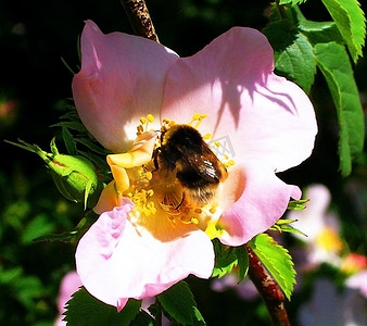 异教徒摄影照片_“玫瑰花、玫瑰、大黄蜂、昆虫”