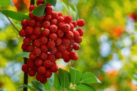 秋天花树摄影照片_夏末树上成熟的红色罗文束，特写