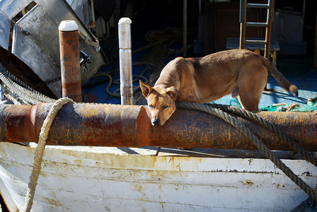 一艘旧渔船上的狗