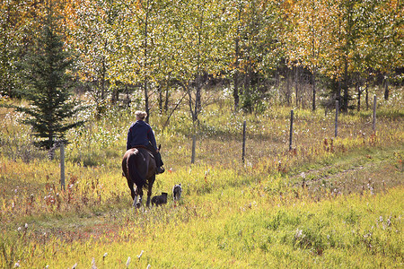遛狗的女人摄影照片_切特温德东北部骑马和遛狗的女人