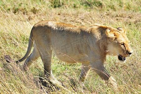 四大名著插画摄影照片_狮子是豹属四大猫科动物之一