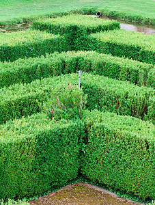 线条迷宫摄影照片_绿篱花坛的几何图案