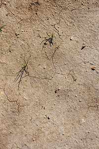 亚利桑那的阳光摄影照片_干燥的沙漠土壤，平躺透视下有两个草芽