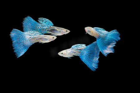 《游动的蓝孔雀鱼，热带鱼宠物》