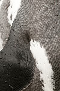 南极地区麦哲伦企鹅的细节