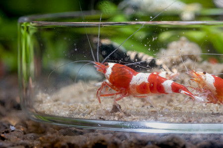 红酒矮虾与其他虾一起吃玻璃盘中的食物，虾类食物散布在淡水水族箱中的盘子周围。