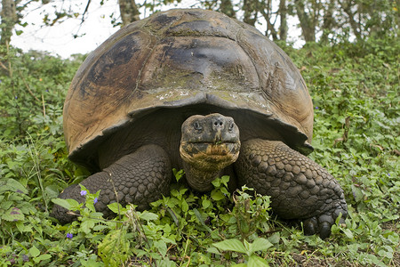 加拉帕戈斯摄影照片_“巨型加拉帕戈斯陆龟，Geochelone elephantopus”