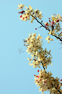 “Cassia bakeriana Craib 在阳光明媚的日子里，泰国。”