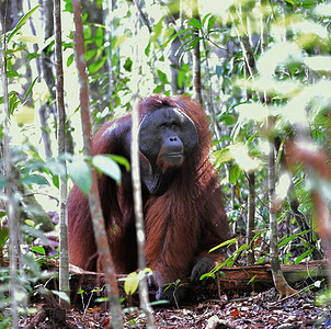 带猩猩头套的摄影照片_红毛猩猩的成年雄性。