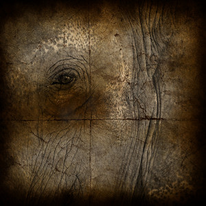 复古设计海报摄影照片_“grung 上大象皮设计的质感、复古背景”