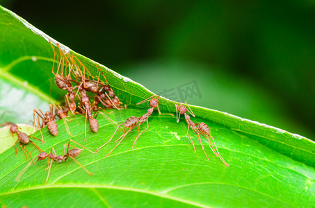 韦弗蚂蚁或绿蚂蚁 (Oecophylla smaragdina)