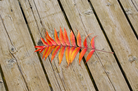 橙色秋叶躺在木湖桥