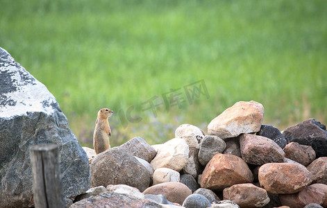 风景秀丽的萨斯喀彻温省岩石堆上的地鼠