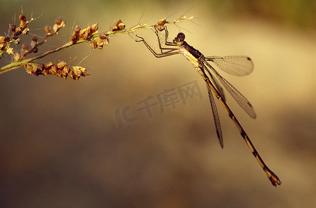 杂草上的蜻蜓