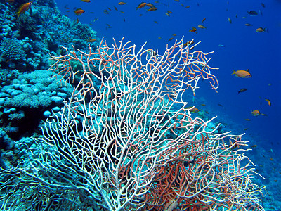 咸水杂鱼煲摄影照片_蓝色水背景下热带海底的珊瑚礁和美丽的柳珊瑚