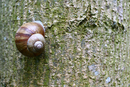 夏天树上的葡萄园蜗牛