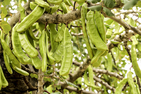 漂亮果子摄影照片_垂悬在 ceratonia siliqua 树的绿色角豆树果子