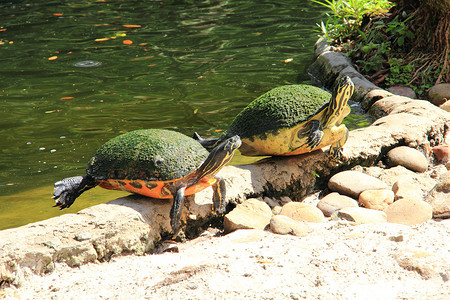 两个水龟