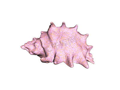 海蜗牛的大刺壳