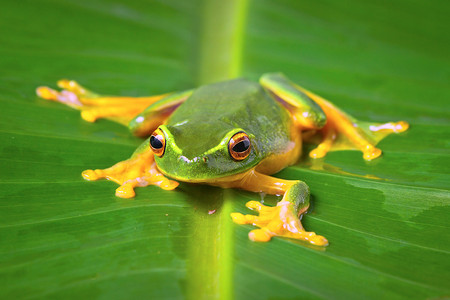 坐在叶子上的青蛙摄影照片_坐在叶子上的美丽绿蛙