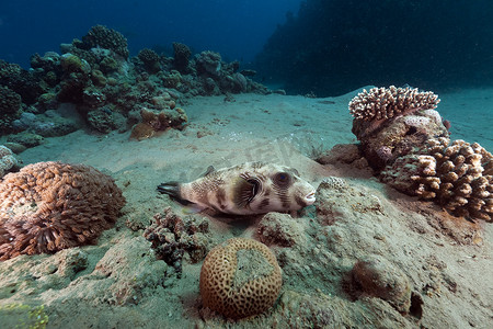 蒙面河豚和红海中的热带珊瑚礁。