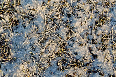 药草和雪。