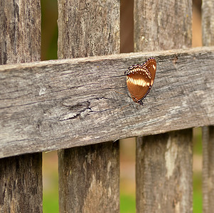 在老木篱芭背景的秋天天澳大利亚蝴蝶