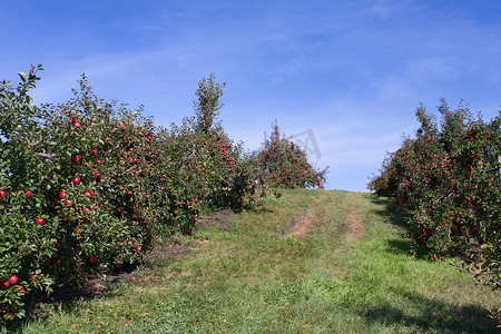 苹果园里长满了烂苹果。